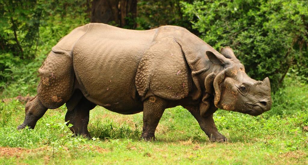 Kaziranga Park, horned rhinoceros