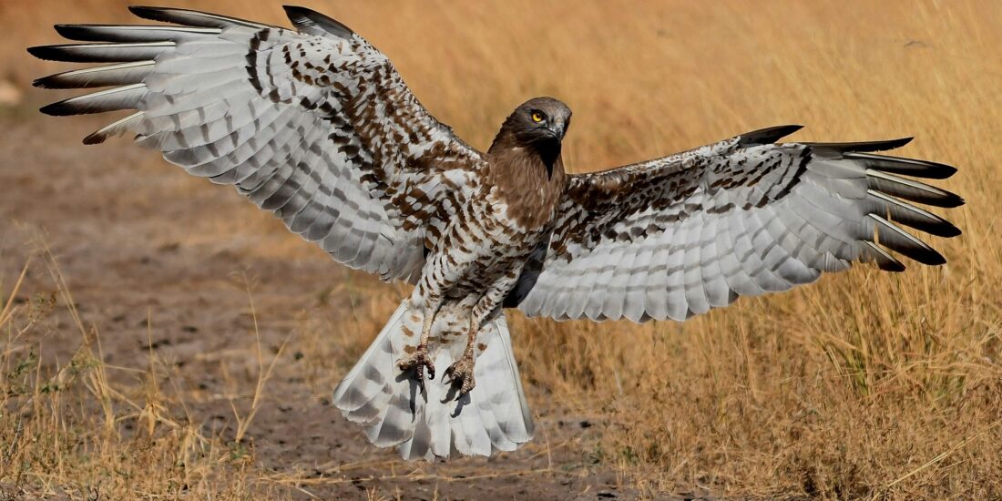 eagle in india observe