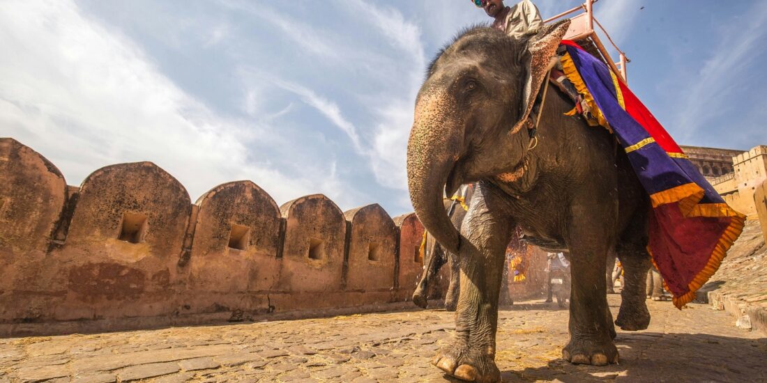 The elephants of India